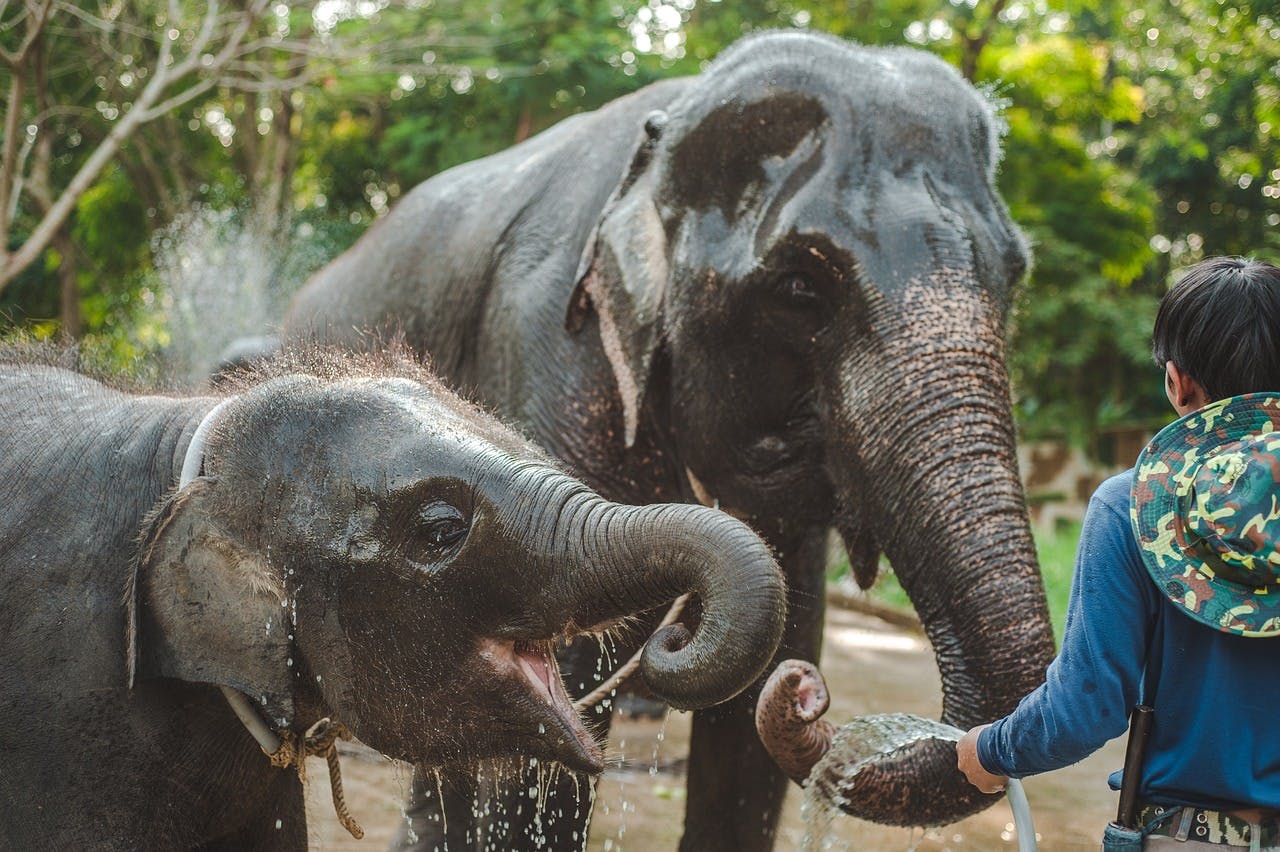 Visit an Elephant Sanctuary